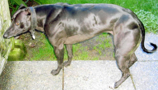 Illustration for article titled Gene-Edited Dogs With Jacked-Up Muscles Are a World's First